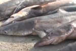 Dozens of Spiny Dogfish caught in Turkey