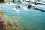 Swimming with Sharks – Now Bali