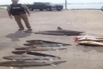 Operation Shark Fin Launched in Texas