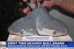 First two-headed bull shark found