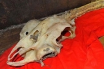 3,5 metres long shark skeleton found in China