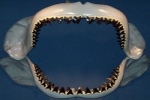 Fossil Shark Teeth to Become North Carolina State Symbol