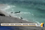 Dead Seals as Shark Bait to Save Hawaiian Monk Seals