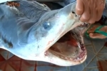 Korean Docu: Shark Fishermen in Indonesia – Episode 1 Part 1