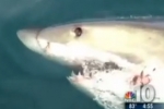 June 2013 – Massive Great white shark circles boat off Atlantic City NJ