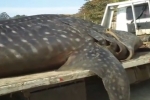 Whale shark stranded in Southern Brazil