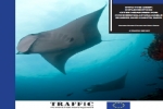 Implementing CITES measures for sharks and manta rays