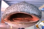 Huge Whale Shark Mount Displayed at Islamabad Museum