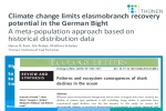 Climate change limits elasmobranch recovery potential in the German Bight