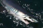 Unusual fishing tournament lets sharks off the hook
