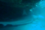 Rare Shark Sighting North of the Florida Keys