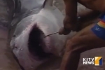 Hawaii: State stepping up shark study following rash of attacks