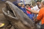 Dead whale shark found in Manilla’s badly polluted Bay