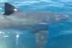 Great White Shark filmed off Morocco