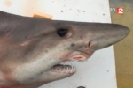 Smalltooth sandtiger shark found washed up on French beach