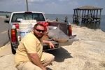 New State Record Bull Shark Caught in Mississippi