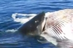 California: Great White Sharks Feast on Dead Minke Whale