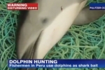 CNN: Dolphins killed for shark bait in Peru
