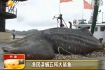 Large whale shark caught in China