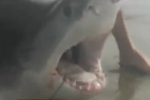 Fisherman reels in great white shark – caught on tape