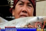Shark Processing  in Indramayu, Indonesia