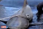 Reunion: First bull shark caught on drumline