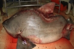 Video: Dissection of bull shark with spinal deformity in Mexico