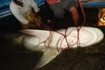 Large shark caught off Sri Lanka