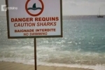 Shark : Reunion Island Crisis – Dateline – SBS One – 8/04/2014