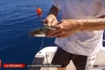 News Video: Shark Drumlines in Reunion Island
