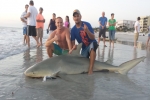 Man pulls aggressive 8-foot bull shark onto Indian Shores beach