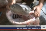Several Sixgill Sharks Caught in Lebanon