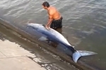 Large Mako Shark washed up in Campeche, Mexico