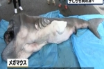 Video: Dissection of Megamouth Shark in Japan – May 2014