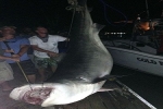 14 ft Tiger Shark caught in 2014 Edisto Shark Tournament