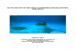NOAA: Great hammerhead shark currently not in danger of extinction