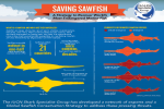 Endangered Sawfish: IUCN Strategy Released as Global Protection Proposed