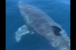 06 June 2014 – Great White Shark filmed off New Jersey