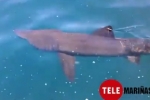 Basking shark filmed off the Galician Coast, Spain