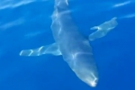Blue shark filmed off Malta