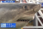 KBS News: Hammerhead and White Shark Dissection in South Korea
