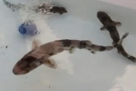 2nd Nursehound Shark Release – Malta 2014