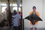 Mississippi State Records set for Spinner shark and Cownose ray
