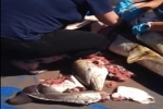 Results of the 2014 Yarmouth Shark Scramble