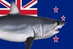 NZ shark cage diving permits issued for two years