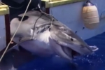 ARTE Documentary: Shark Attacks in Reunion Island