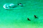 Large hammerhead shark filmed close to beachgoers in Destin FL