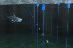 Netwerk24: KZNSB to test electronic shark repellent cable in Cape Town