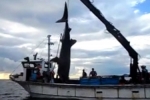 YTN News: Whale shark caught off South Korea’s east coast