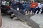 Brazil: Fine imposed for mistreatment of hammerhead shark